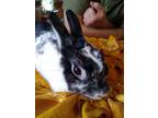 Adopt Forever in Our Care: Louise a Other/Unknown / Mixed (short coat) rabbit in