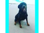 Adopt Tbone a Black - with Tan, Yellow or Fawn Rottweiler / Mixed dog in Chino
