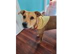 Adopt Susie a Tan/Yellow/Fawn Labrador Retriever / Mixed dog in Niagara Falls