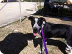 Adopt Boss a Black - with White Australian Cattle Dog / Australian Cattle Dog /