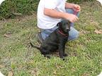 Adopt Mario a Black Labrador Retriever / Australian Cattle Dog / Mixed dog in