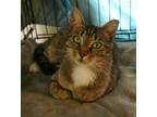 Adopt Wendy a Tan or Fawn Tabby Domestic Shorthair (short coat) cat in