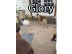 Adopt Glory a Brindle - with White Terrier (Unknown Type