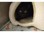 Adopt Janis Joplin a All Black Domestic Shorthair (short coat) cat in House