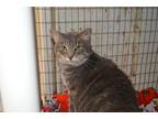 Adopt Brantley a Gray, Blue or Silver Tabby Domestic Shorthair (short coat) cat