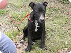 Adopt Dolly a Black - with White Labrador Retriever / Australian Cattle Dog /