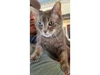 Adopt Magenta a Gray, Blue or Silver Tabby Domestic Shorthair (short coat) cat