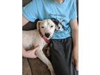 Adopt Junie a White - with Brown or Chocolate American Staffordshire Terrier /