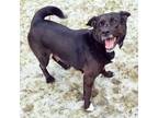 Adopt Sage a Black - with White Chow Chow / Pit Bull Terrier / Mixed dog in