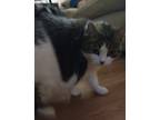 Adopt Mercy a Black & White or Tuxedo Domestic Shorthair / Mixed cat in Grand