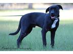 Adopt Mark a Black - with White Labrador Retriever / Mixed dog in Sheridan