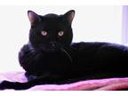 Adopt Shadow a All Black Domestic Shorthair (short coat) cat in House Springs
