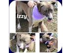 Adopt IZZY a Gray/Silver/Salt & Pepper - with White Husky / Pit Bull Terrier /