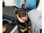 Adopt Sumo a Brown/Chocolate - with Black German Shepherd Dog / Mixed dog in