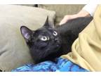 Adopt Abbey a All Black Bombay / Mixed (short coat) cat in Houston