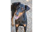Adopt Cannon a Black - with Tan, Yellow or Fawn Doberman Pinscher / Mixed dog in