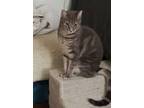 Adopt Serena and Venus a Gray or Blue American Curl (medium coat) cat in