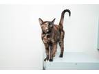 Adopt Ramona a Tortoiseshell Domestic Shorthair (short coat) cat in Chicago