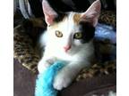 Adopt Hope a Calico or Dilute Calico Calico (short coat) cat in Spring Branch