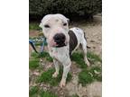 Adopt Beasty a White - with Brown or Chocolate American Staffordshire Terrier /