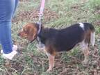 Adopt Charlotte a Tricolor (Tan/Brown & Black & White) Beagle / Mixed dog in
