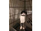 Adopt Marzipan a Black & White or Tuxedo Domestic Shorthair (short coat) cat in