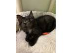 Adopt Mello a Spotted Tabby/Leopard Spotted Domestic Longhair / Mixed cat in