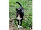 Adopt Levi a Black - with White Labrador Retriever / Border Collie / Mixed dog