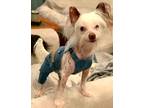 Adopt Nyx a White Chinese Crested / Mixed dog in Nashville, TN (29785385)