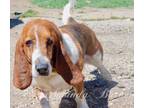 Adopt Barney a Red/Golden/Orange/Chestnut - with White Basset Hound / Mixed dog