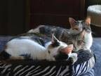 Adopt Charity a Tan or Fawn Tabby Calico (short coat) cat in Spring Branch