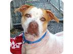 Adopt Wallace a White - with Red, Golden, Orange or Chestnut Pit Bull Terrier /
