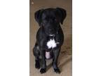 Adopt Lexi a Black - with White Boxer / Labrador Retriever / Mixed dog in
