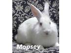 Adopt Mopsey a White Lionhead / Mixed (long coat) rabbit in Auburn