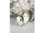 Adopt Claire a White Other/Unknown / Mixed (short coat) rabbit in Auburn