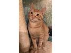 Adopt Odin a Orange or Red Tabby Domestic Shorthair (short coat) cat in
