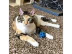Adopt Minnie a Calico or Dilute Calico Domestic Shorthair (short coat) cat in