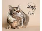 Adopt Tori a Tortoiseshell Domestic Shorthair (short coat) cat in Pearland