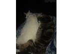 Adopt Toby a Gray or Blue (Mostly) American Shorthair / Mixed cat in