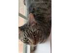 Adopt Tinsley a Brown Tabby Domestic Shorthair (short coat) cat in Pearland