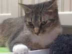Adopt Magic a Brown Tabby Domestic Shorthair (short coat) cat in Spring Branch