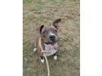 Adopt Delta a Brindle - with White American Staffordshire Terrier / Pit Bull