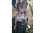 Adopt Rosie a Red/Golden/Orange/Chestnut - with White Vizsla / Mixed dog in