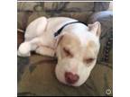 Adopt Eliza a White - with Brown or Chocolate American Pit Bull Terrier /