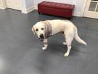 Adopt FLOSSIE a Tan/Yellow/Fawn Great Pyrenees / Labrador Retriever / Mixed dog