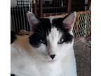 Adopt Omar-gorgeous! a White (Mostly) Domestic Mediumhair (medium coat) cat in