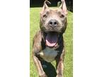 Adopt RHETT a Gray/Blue/Silver/Salt & Pepper Pit Bull Terrier / Mixed dog in