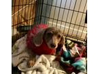 Adopt Izy a Tan/Yellow/Fawn Dachshund / Mixed dog in Lithia Springs