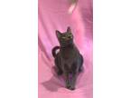 Adopt Camille a Gray or Blue Domestic Shorthair (short coat) cat in Pearland