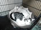 Adopt Eddy a Black & White or Tuxedo Domestic Shorthair (short coat) cat in